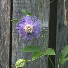 purple passionflower thumbnail 1