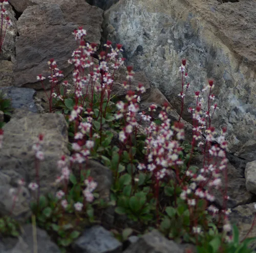 Redstem Saxifrage