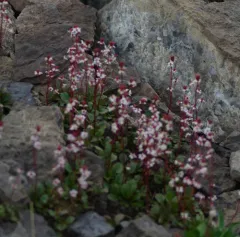 Redstem Saxifrage thumbnail 1