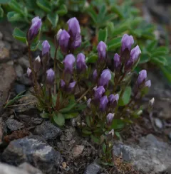 Fourpart Dwarf Gentian thumbnail 2