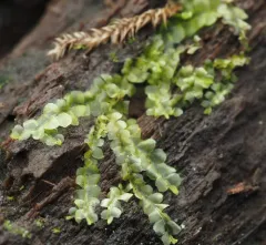 Square-leaved Crestwort thumbnail 2