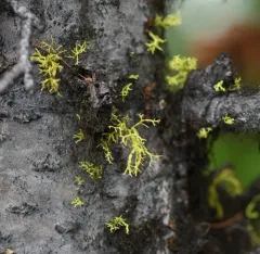 Letharia lupina thumbnail 3