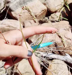 Carey's Smartweed thumbnail 1