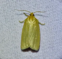 Pallid Leafroller Moth thumbnail 2