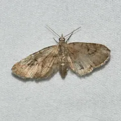 Eupithecia unicolor thumbnail 2