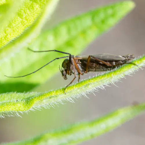Glyptotendipes testaceus