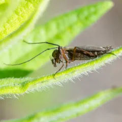 Glyptotendipes testaceus thumbnail 1