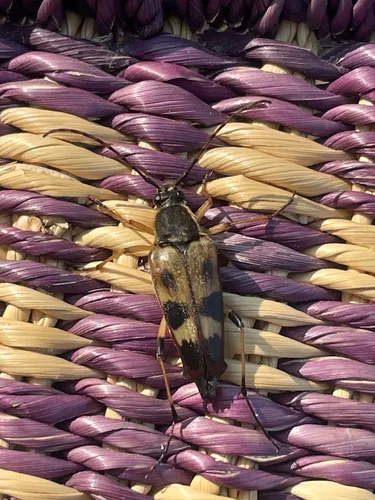 Spotted Longhorn Beetle