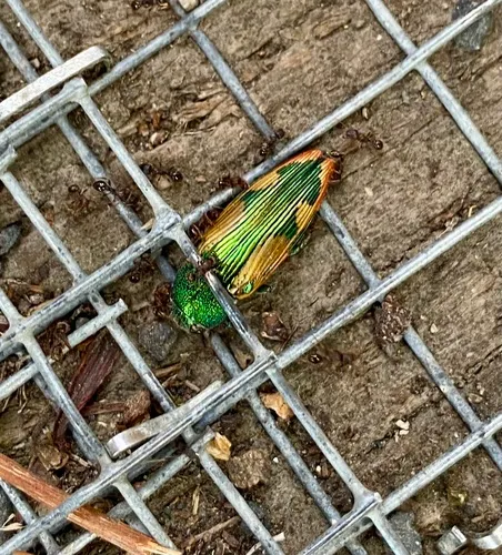 Buprestis viridisuturalis
