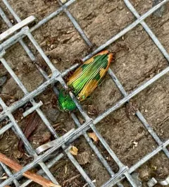 Buprestis viridisuturalis thumbnail 1