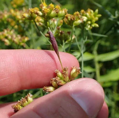 Goldentop pedicellate gall midge