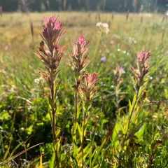 Wallowa paintbrush thumbnail 2