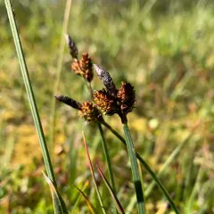 Raynold's sedge thumbnail 1