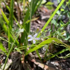 prickly sandwort thumbnail 2