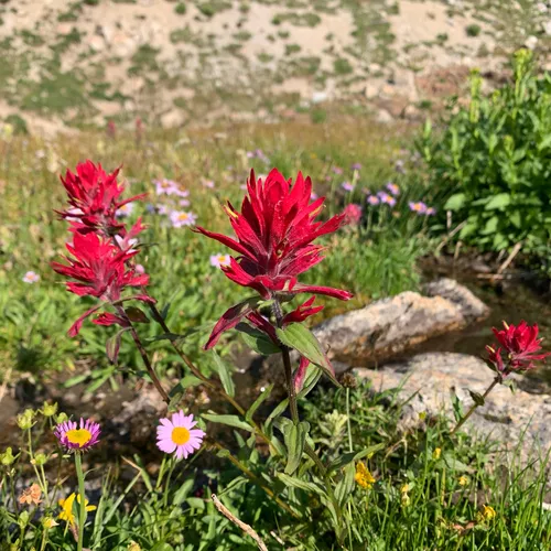 Rhexia-leaved paintbrush