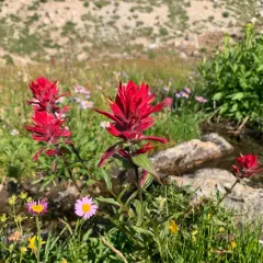 Rhexia-leaved paintbrush thumbnail 1
