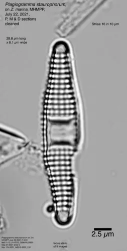Plagiogramma staurophorum