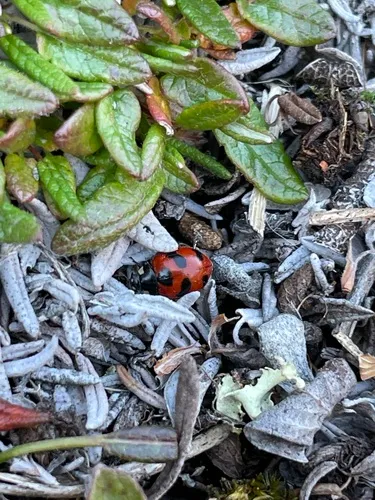 Gleaming Lady Beetle