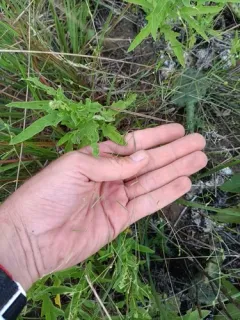 Michaux's croton thumbnail 2