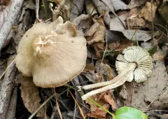Nitrous Waxcap thumbnail 1