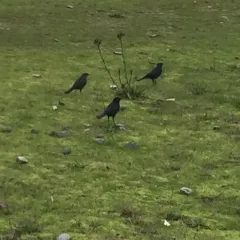 Brewer's Blackbird thumbnail 4