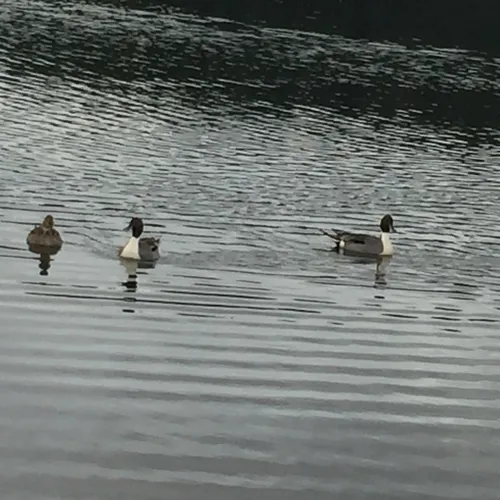 Northern Pintail