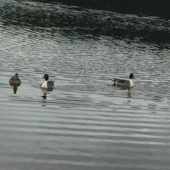 Northern Pintail thumbnail 1