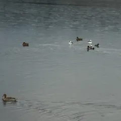 Bufflehead thumbnail 5