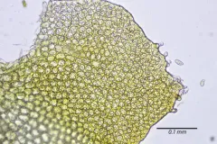 Sharp Earwort thumbnail 2
