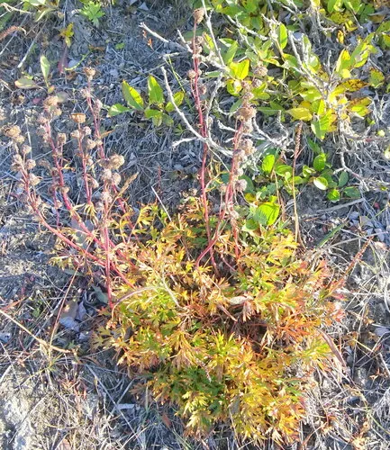 Boreal Sagebrush