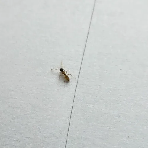 Ghost Ant
