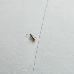 Ghost Ant thumbnail 1