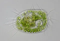 Euplotes daidaleos thumbnail 2