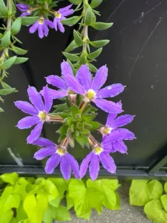 Fairy Fan-flower thumbnail 3