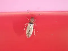 Cymus angustatus thumbnail 2
