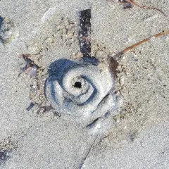 Pacific Lugworm thumbnail 1