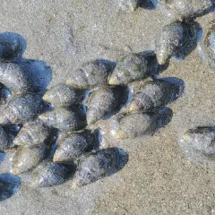 Eastern Mudsnail thumbnail 2