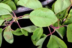 Pale Serviceberry thumbnail 2