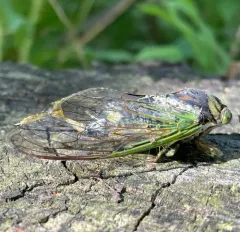 Swamp Cicada thumbnail 3