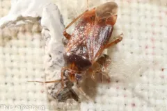 Agnocoris rubicundus thumbnail 2