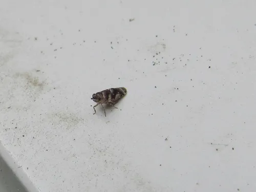 Catonia cinctifrons