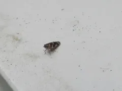 Catonia cinctifrons thumbnail 1