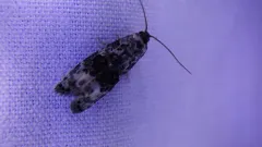 Apotomops wellingtoniana thumbnail 1