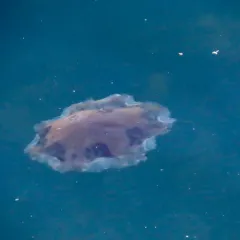 Lion's Mane Jelly thumbnail 2