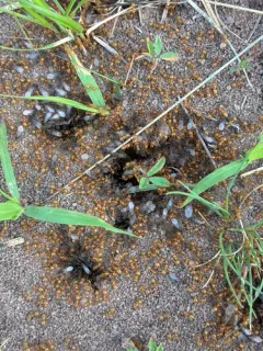 Western Citronella Ant thumbnail 2