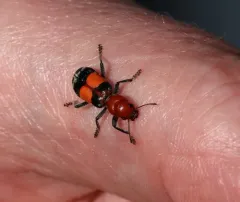 Enoclerus muttkowskii thumbnail 2
