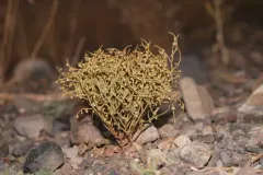 Birdnest Buckwheat thumbnail 2