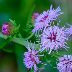 New England blazing star thumbnail 2