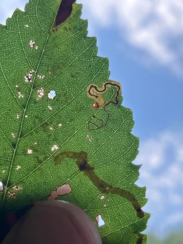 Barred Elm Pigmy