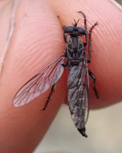 Rhadiurgus variabilis thumbnail 3